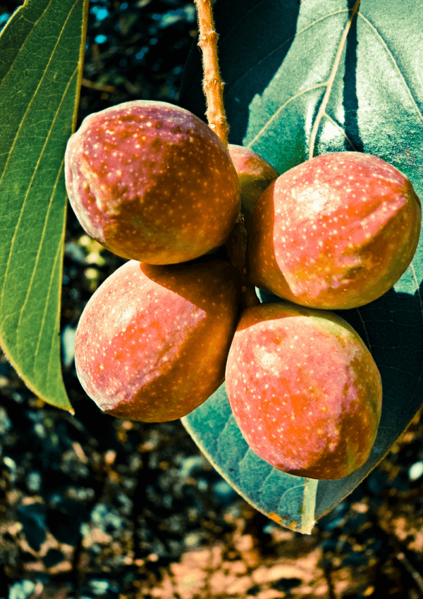Frutti di Chebula su un albero con foglie verdi alla luce del sole.
