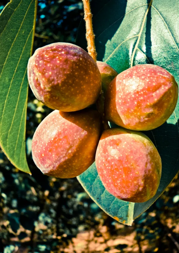 Frutti di Chebula su un albero con foglie verdi alla luce del sole.